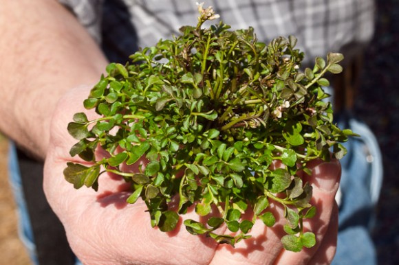 Bittercress is brilliant stir-fried. Credit: Susan Lutz