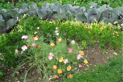 Flowers in a vegetable garden