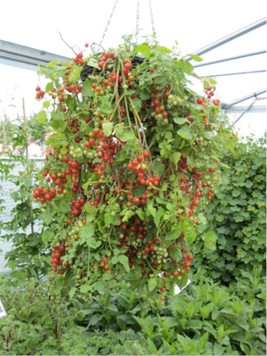 Hanging tomatoes