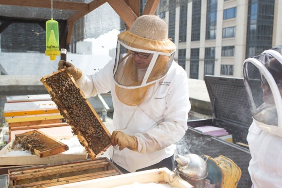 Chef Gavin Stephenson tends to his bees. Credit: The Fairmont Olympic Hotel