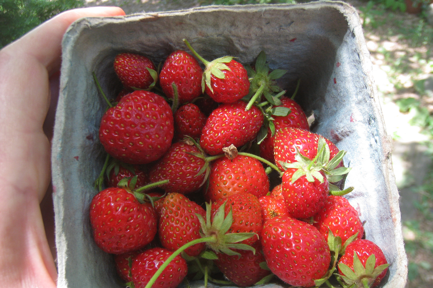 Smaller and softer than commercial strawberries, the Mara des Bois pack a flavor punch. Credit: Terra Brockman