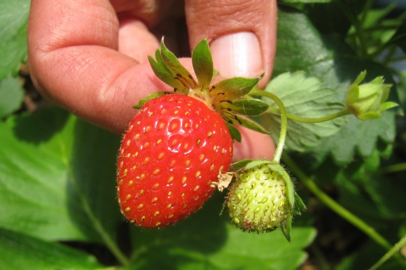 The carmine-orange color and alluring aroma of wild strawberries (fraises des bois) are clues that this is a Mara des Bois. Credit: Terra Brockman