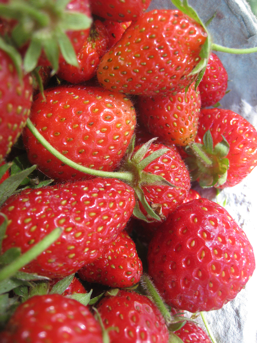 Mara des Bois strawberries are the result of cross-breeding four old European varieties, Korona, Red Gauntlet, Gento, and Ostara. Credit: Terra Brockman