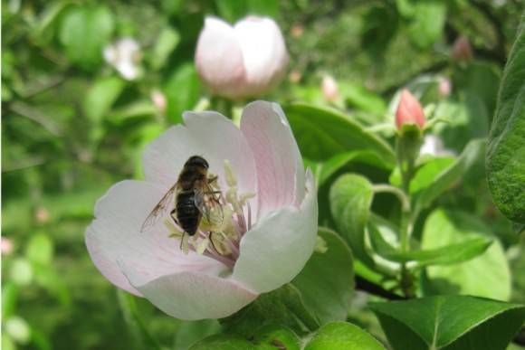A bee feeds on the blossom of a Meech's Prolific quince. Credit: Jane McMorland Hunter