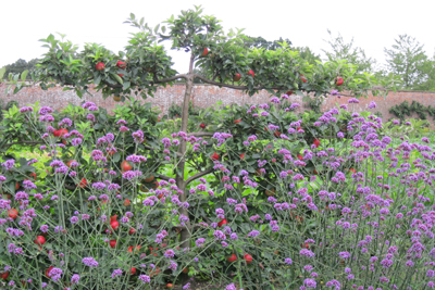 Verbena bonariensis planted alongside espaliered apple trees looks pretty and will attract  vital pollinating insects.