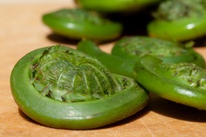 Fiddleheads from of the ostrich fern, the only variety approved for human consumption by the USDA. Credit: Susan Lutz