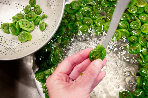 Washing ostrich fern fiddleheads before steaming. Credit: Susan Lutz