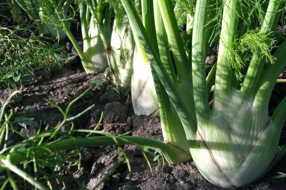 Fennel in the field. Credit: Terra Brockman