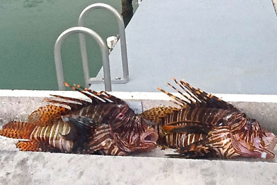 Lionfish. Credit: Frank Wilmer