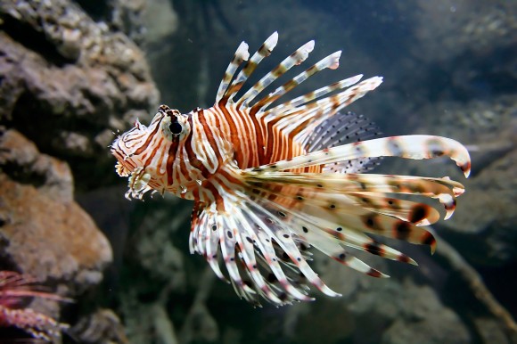 Lionfish. Credit: iStockphoto / kiankhoon