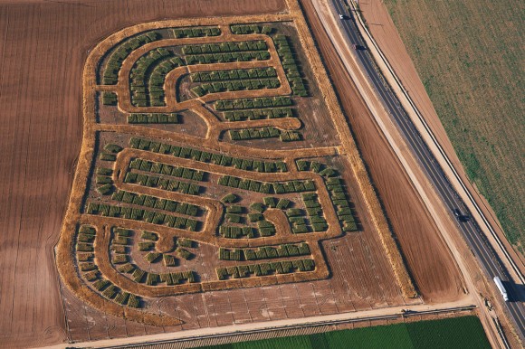 An aerial shot of Matthew Moore's replica of a suburban lot map, in which he grew 253 homes out of sorghum and made roads out of wheat. Credit: Matthew Moore Credit: Matthew Moore An aerial shot of Matthew Moore's replica of a suburban lot map, in which he grew 253 homes out of sorghum and made roads out of wheat. Credit: Matthew Moore Credit: Matthew Moore