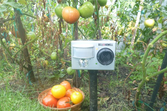 The gadget that stands guard in Barbara Haber's garden. Credit: Barbara Haber