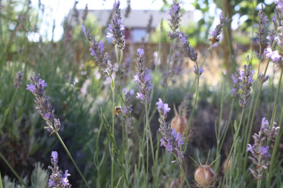 Lavender is ready for harvest when most of its brilliant purple flowers have emerged. Credit: Emily Grosvenor