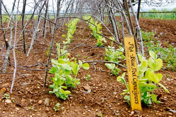 Peas sprouting in Jefferson's garden in springtime. Credit: Susan Lutz