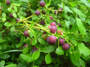 Huckleberry bushes. Credit:  Erica Marciniec