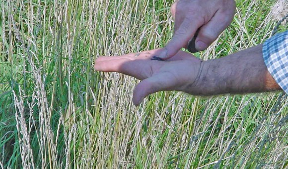 sowing seeds
