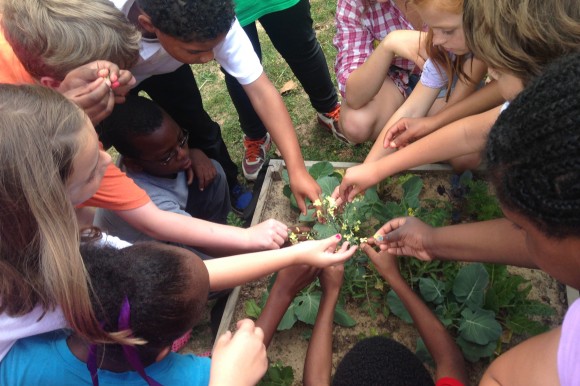 Oxford Elementary School students try broccoli flowers they have grown in their school garden plot. Credit: Sunny Young