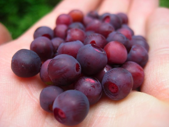 Mountain huckleberries. Credit: Erica Marciniec