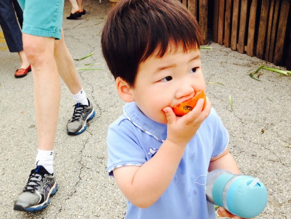 A boy learns about the pleasures of fresh tomatoes at the Evanston Market in Illinois. Credit: Ken Meuser A boy learns about the pleasures of fresh tomatoes at the Evanston Market in Illinois. Credit: Ken Meuser