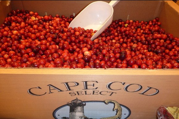 Cape cod cranberries. Credit: Barbara Haber Cape cod cranberries. Credit: Barbara Haber