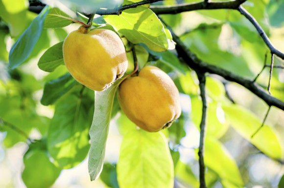 Quinces on a tree. Credit: iStock