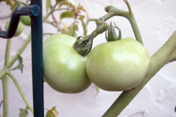 Green tomatoes on the vine. Credit: Martha Rose Shulman