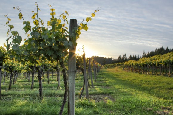 New vineyards like those of Oregon's Airlie Winery are taking root across the country. Credit: David Baker