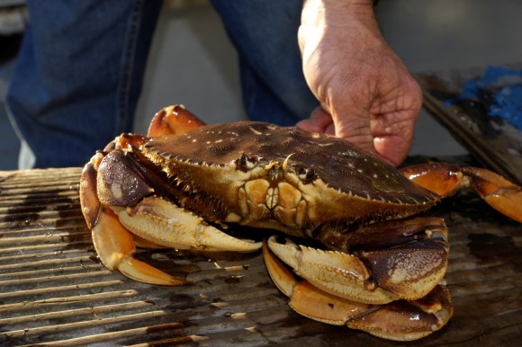 A live Dungeness crab. Credit: David Gomez/iStock