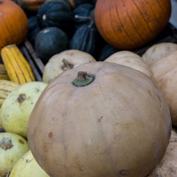 Pumpkins for pie. Michael Krondl