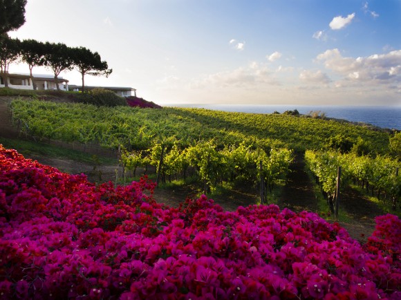 Malvasia vineyards and bougainvillea at the Capofaro estate on Salina