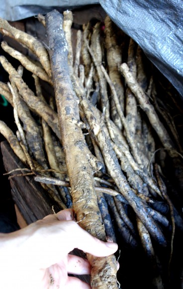 Burdock root. Credit: Terra Brockman
