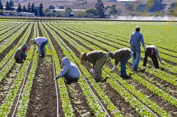 Farmworkers weed spinach by hand in San Luis Obispo, California. Credit: iStock/NNehring