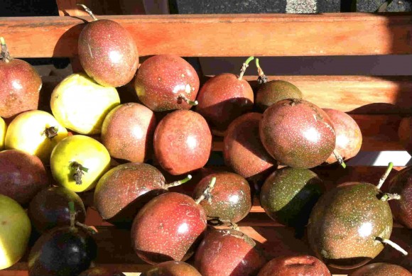 Passion fruit in Hawaii. Credit: Terra Brockman