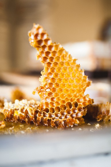 A honeycomb in Oregon.