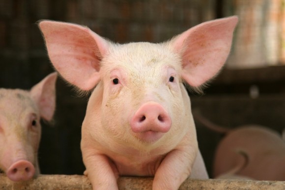 Researchers at Cambridge University have shown that pigs are as clever as 3-year-old toddlers, and they have a well-developed sense of self, a trait once thought to be limited to humans and great apes. Credit: iStock