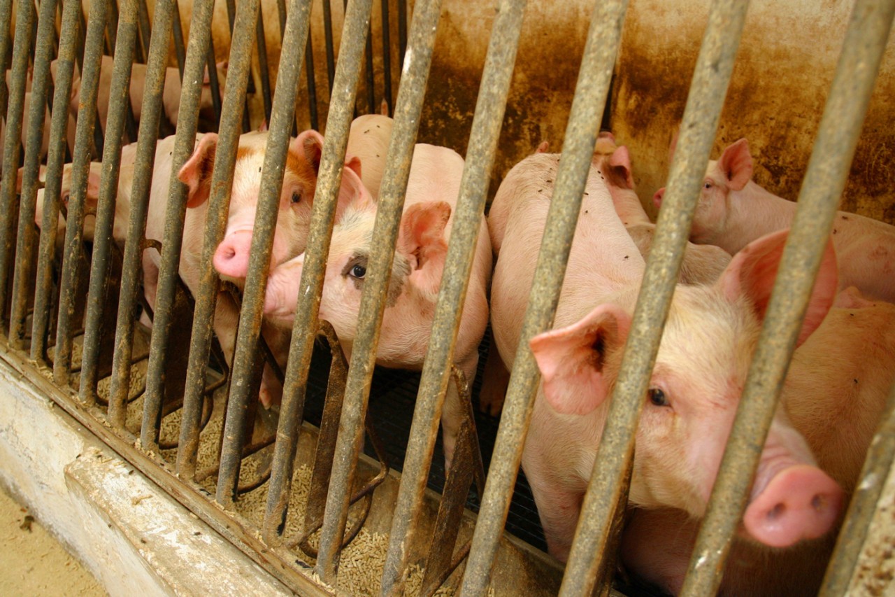 Pigs are kept in crates in a factory farm.