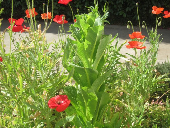 Bolted lettuce in the garden. Credit: Copyright 2015 Martha Rose Shulman