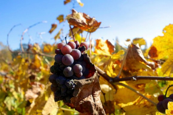 Late-harvest grapes at Luna Vineyards. Credit: Copyright 2014 David Latt