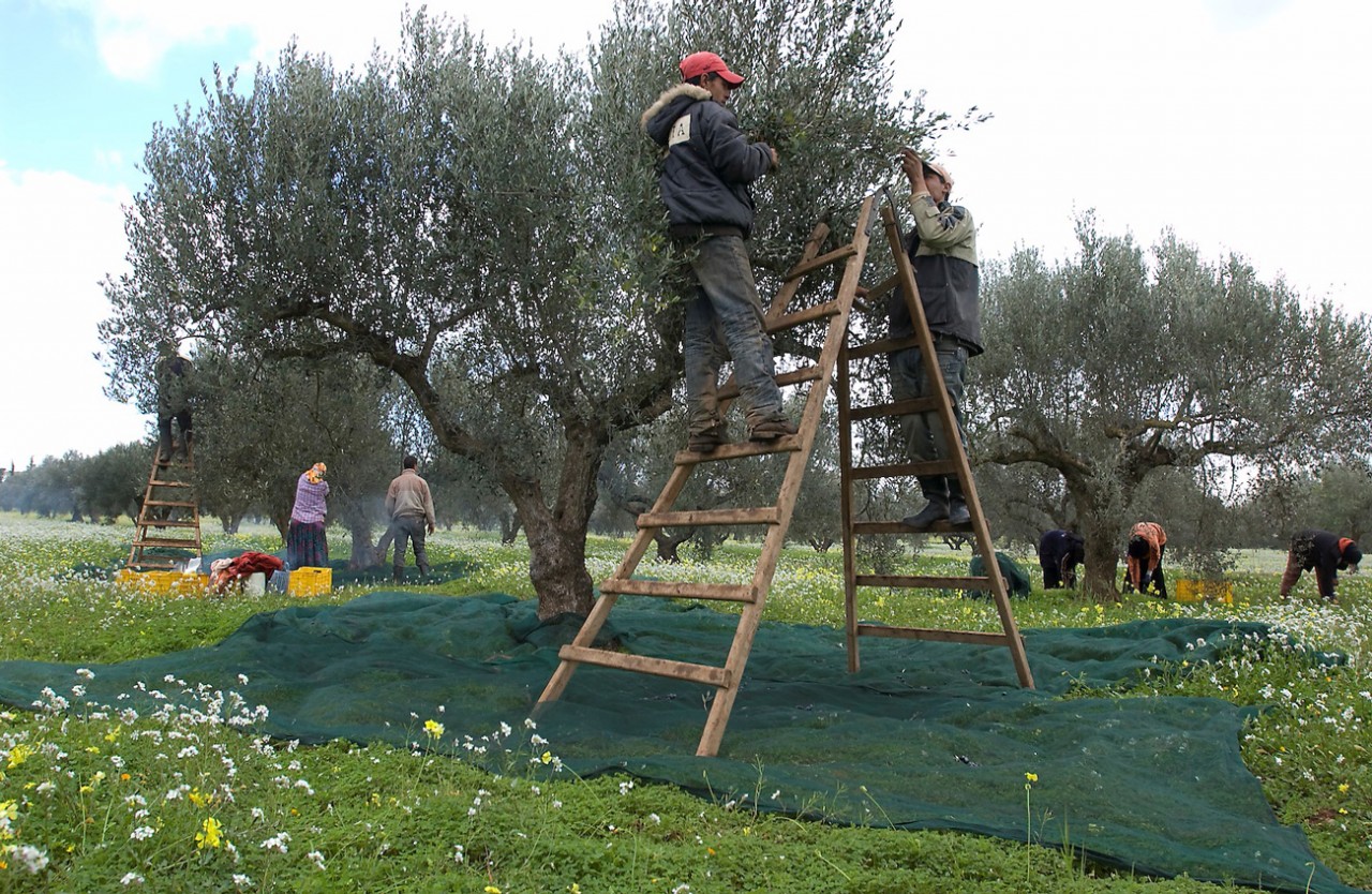 The olive sector accounts for 20% of agricultural jobs in Tunisia. Credit: Copyright Les Moulins Mahjoub