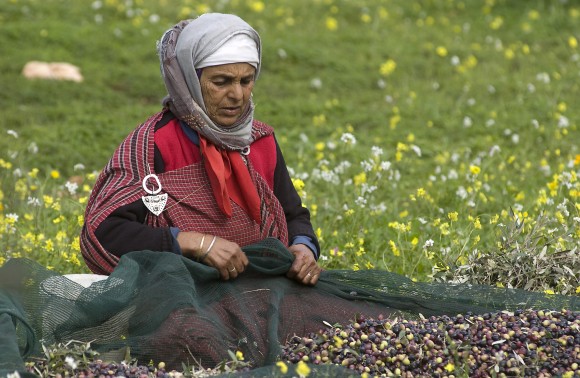 A Tunisian woman picks olives in the fields. Credit: Copyright Les Moulins Mahjoub