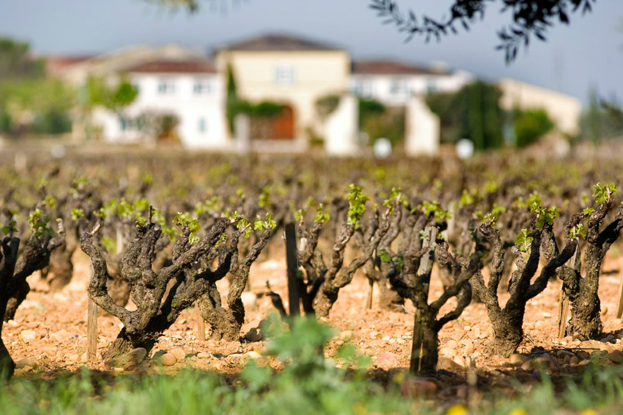 Chateau de Beaucastel, in the south of France, is known for its grenaches. Credit: Copyright 2010 Chateau de Beaucastel