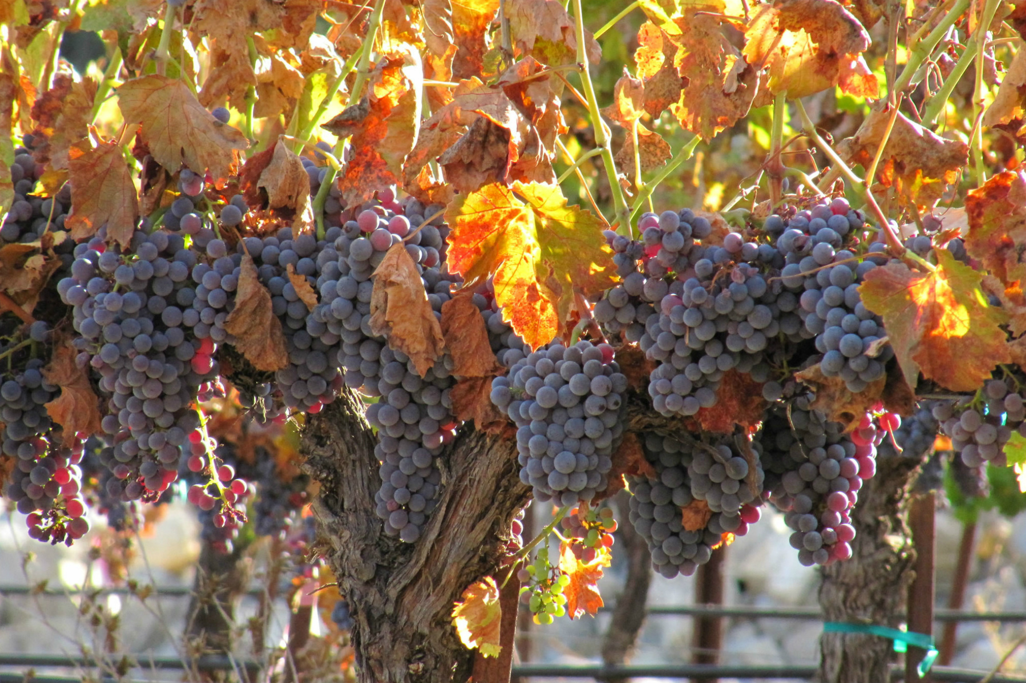 Grenache Returns To Bask In The California Sun Image