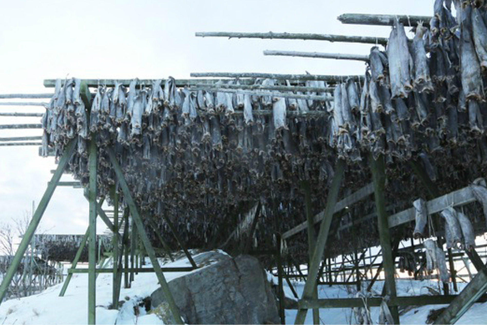 Save The Cod! Barents Sea Habitat Threatened Image