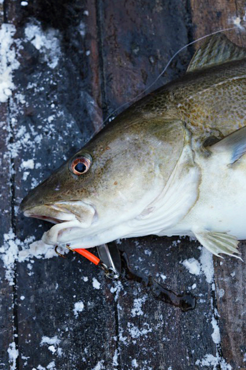 A freshly caught skrei. The fish is now threatened by industrial development. Credit: Copyright 2014 Stefan Wettainen