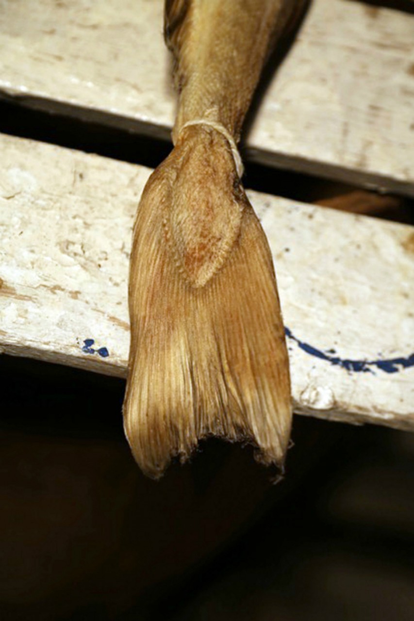 A dried cod tail in Norway. The Barents Sea population faces depletion. Credit: Copyright 2014 Stefan Wettainen