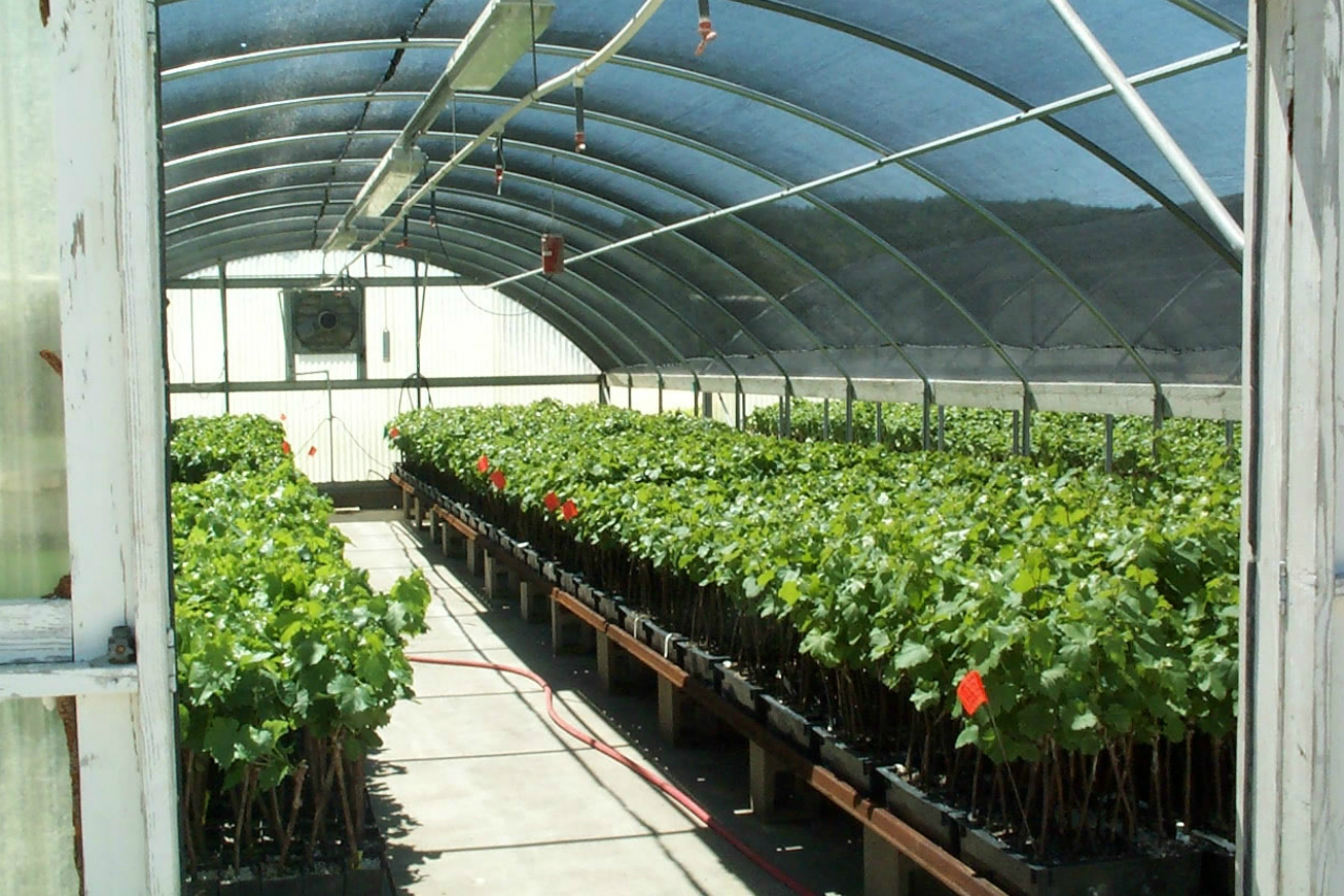 At Tablas Creek, clones from France were brought in as the vineyard started growing grapes for Grenache. Credit: Copyright 2002 Tablas Creek Vineyard