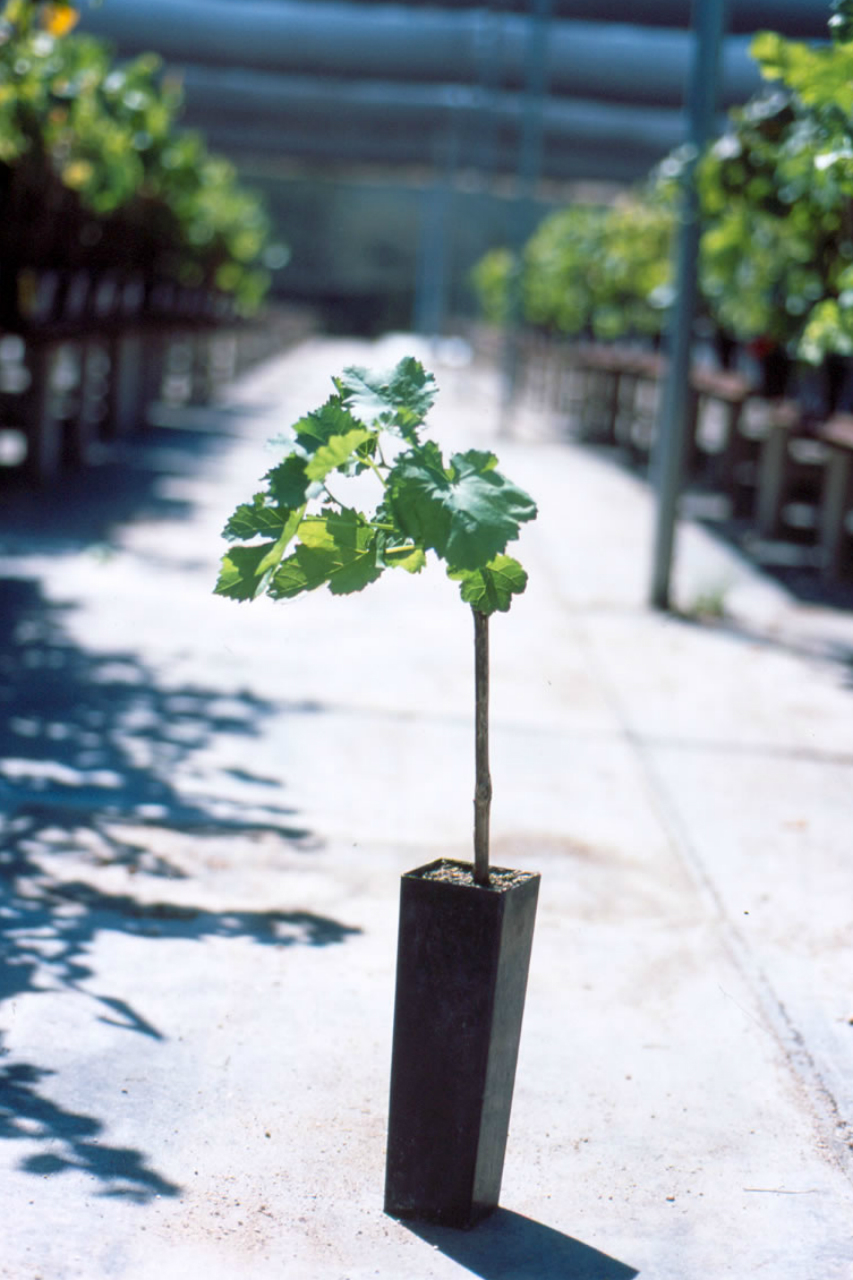 Tablas Creek is once again nurturing vines for Grenache. Credit: Copyright 2002 Tablas Creek Vineyard