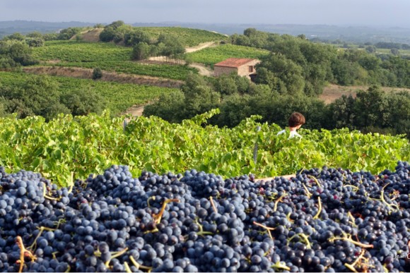 Roussillon is well worth a visit, not only for the quality of its wines, but also for the breathtaking scenery. Credit: Courtesy of the Conseil Interprofessionnel des Vins du Roussillon