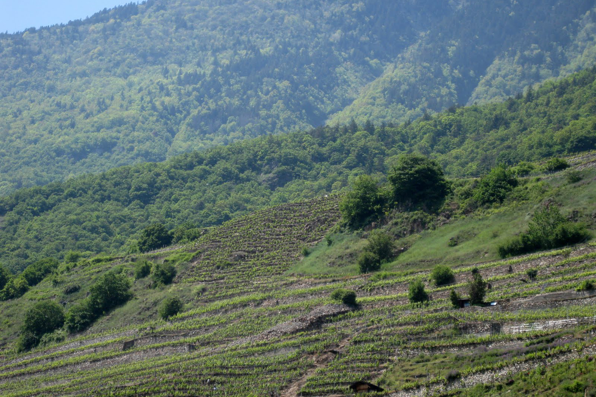 Steep vineyards above Fully, Valais, Switzerland. Credit: Copyright 2015 Sue Style