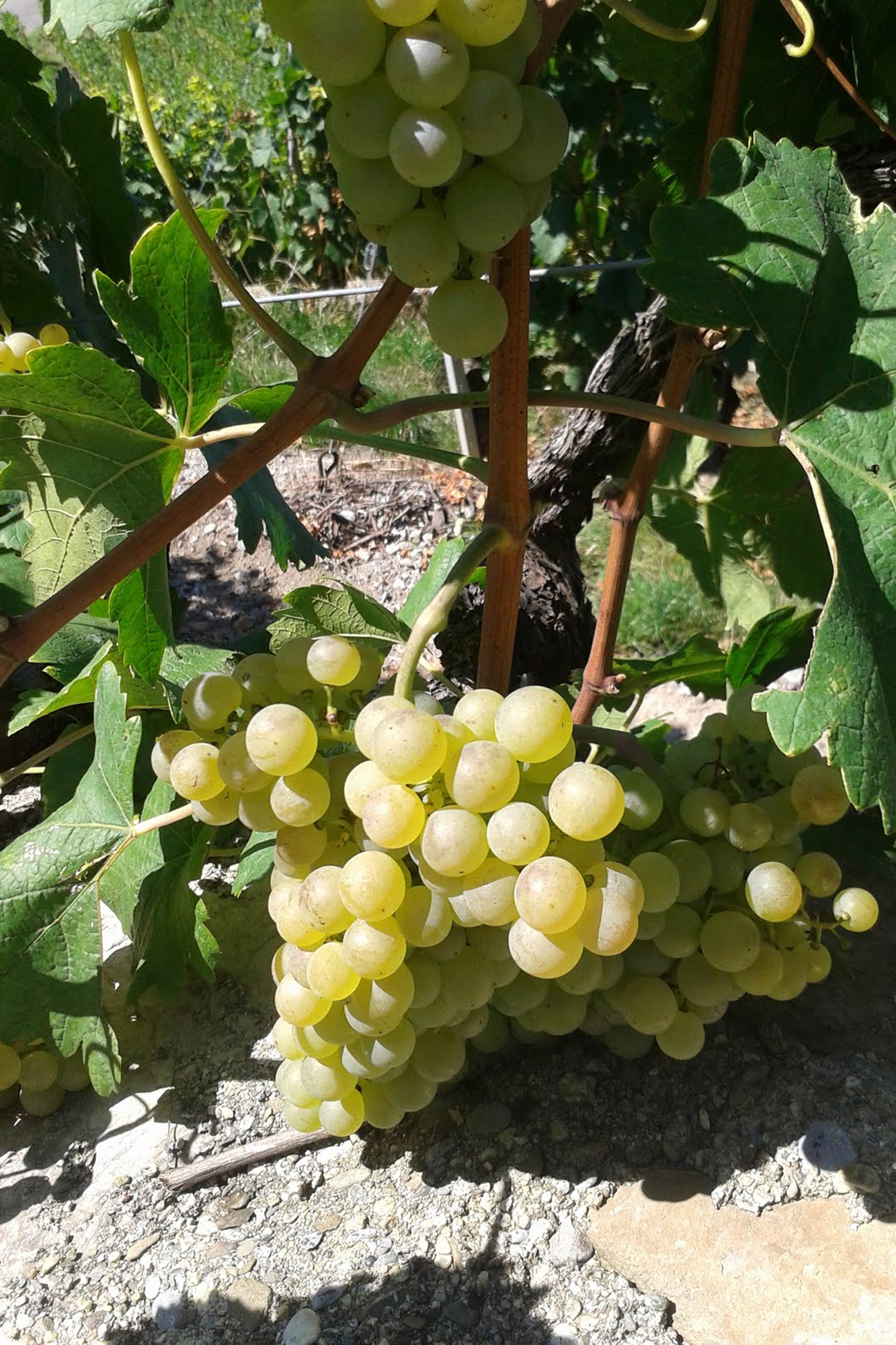 Ripening Chasselas grapes in the vineyards of Cave Alain Emery, Aigle, Switzerland. Credit: Copyright 2015 Sue Style